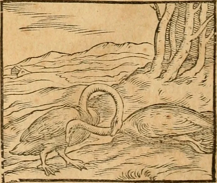 An illustration from Hieroglyphica, sive, De sacris Aegyptiorvm aliarvmqve gentivm literis commentarij, 1575, leaf 337