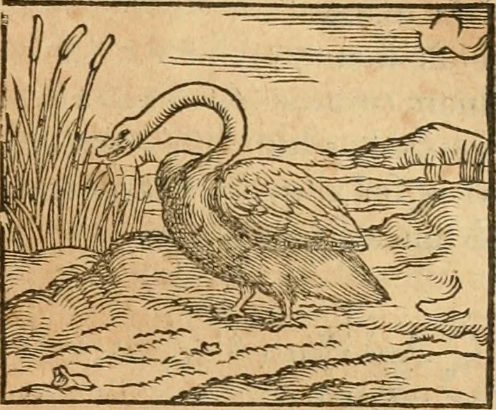 An illustration from Hieroglyphica, sive, De sacris Aegyptiorvm aliarvmqve gentivm literis commentarij, 1575, leaf 338