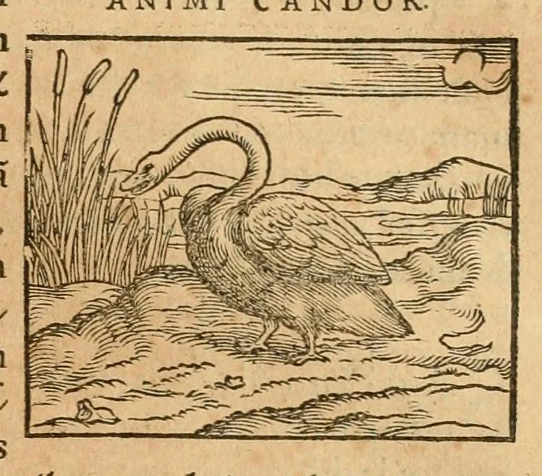 An illustration from Hieroglyphica, sive, De sacris Aegyptiorvm aliarvmqve gentivm literis commentarij, 1575, leaf 339