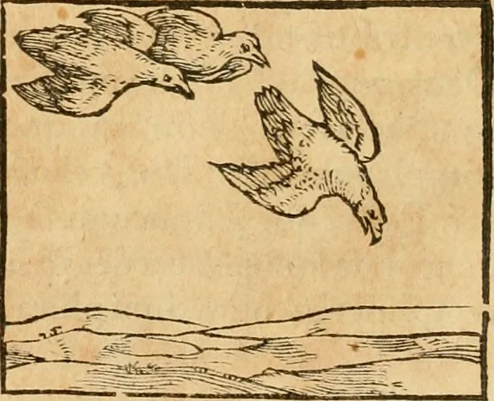 An illustration from Hieroglyphica, sive, De sacris Aegyptiorvm aliarvmqve gentivm literis commentarij, 1575, leaf 345