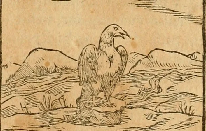 An illustration from Hieroglyphica, sive, De sacris Aegyptiorvm aliarvmqve gentivm literis commentarij, 1575, leaf 347