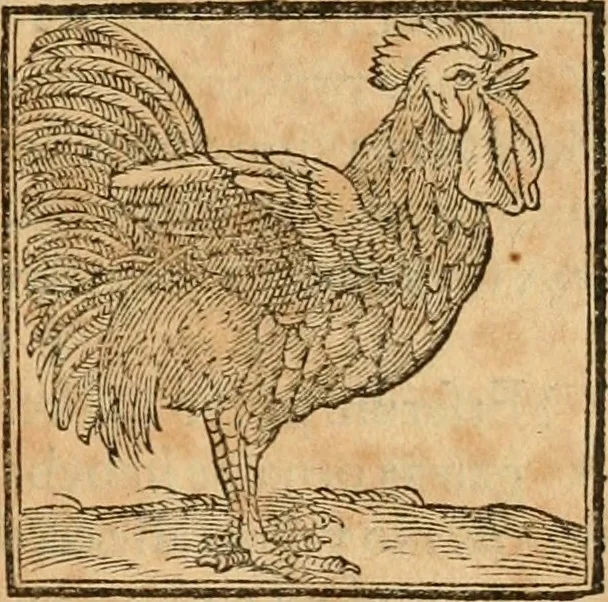 An illustration from Hieroglyphica, sive, De sacris Aegyptiorvm aliarvmqve gentivm literis commentarij, 1575, leaf 354