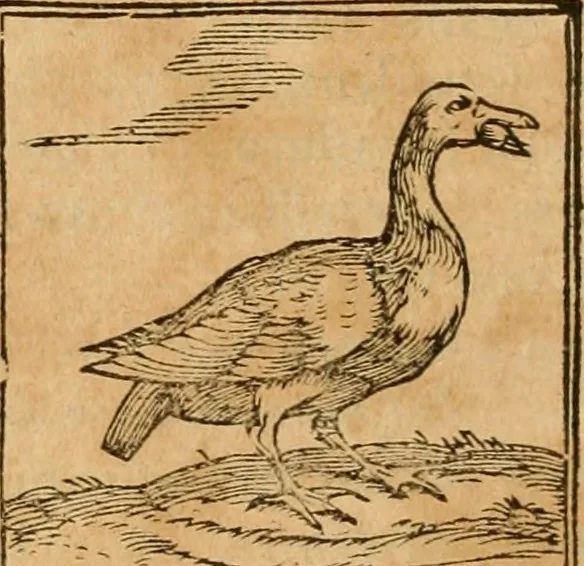 An illustration from Hieroglyphica, sive, De sacris Aegyptiorvm aliarvmqve gentivm literis commentarij, 1575, leaf 357