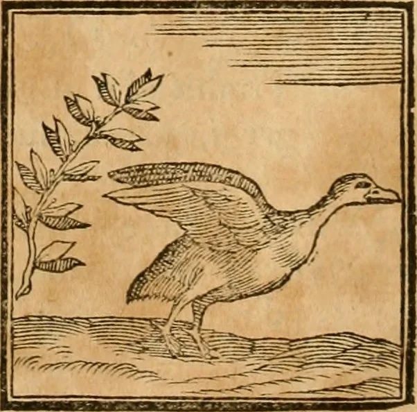 An illustration from Hieroglyphica, sive, De sacris Aegyptiorvm aliarvmqve gentivm literis commentarij, 1575, leaf 357