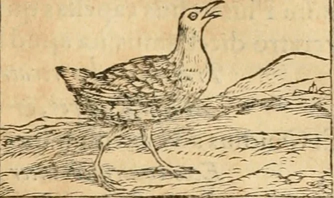 An illustration from Hieroglyphica, sive, De sacris Aegyptiorvm aliarvmqve gentivm literis commentarij, 1575, leaf 362