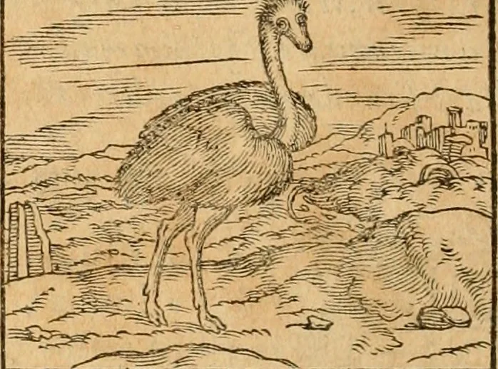 An illustration from Hieroglyphica, sive, De sacris Aegyptiorvm aliarvmqve gentivm literis commentarij, 1575, leaf 365