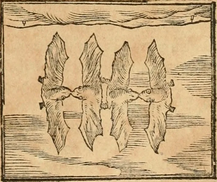 An illustration from Hieroglyphica, sive, De sacris Aegyptiorvm aliarvmqve gentivm literis commentarij, 1575, leaf 366