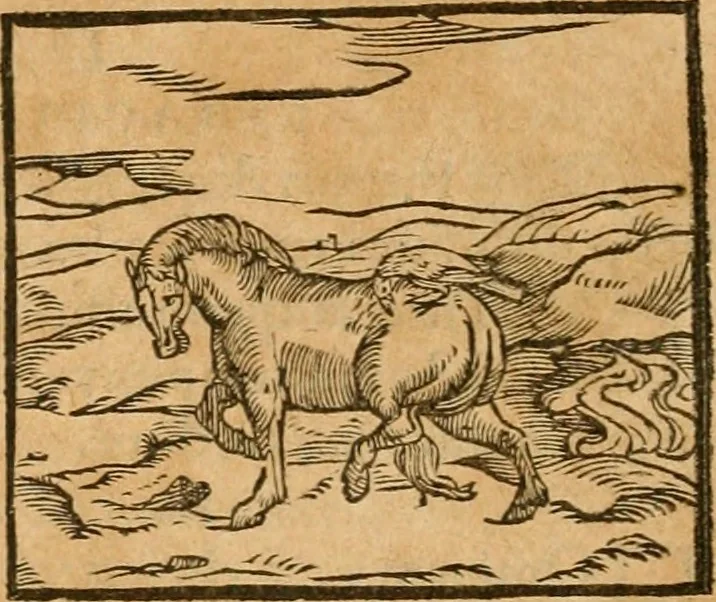 An illustration from Hieroglyphica, sive, De sacris Aegyptiorvm aliarvmqve gentivm literis commentarij, 1575, leaf 373
