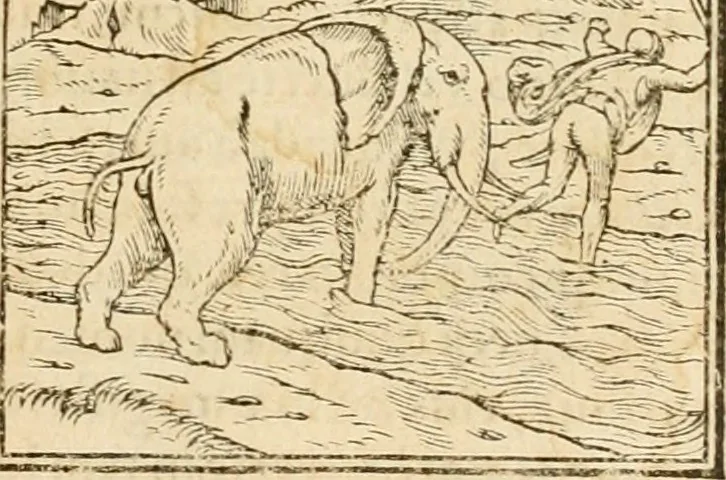 An illustration from Hieroglyphica, sive, De sacris Aegyptiorvm aliarvmqve gentivm literis commentarij, 1575, leaf 48