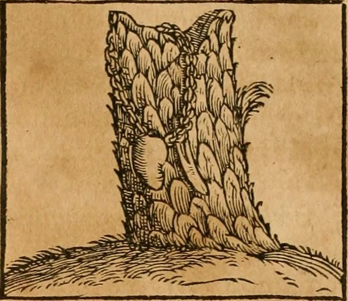 An illustration from Hieroglyphica, sive, De sacris Aegyptiorvm aliarvmqve gentivm literis commentarij, 1575, leaf 493