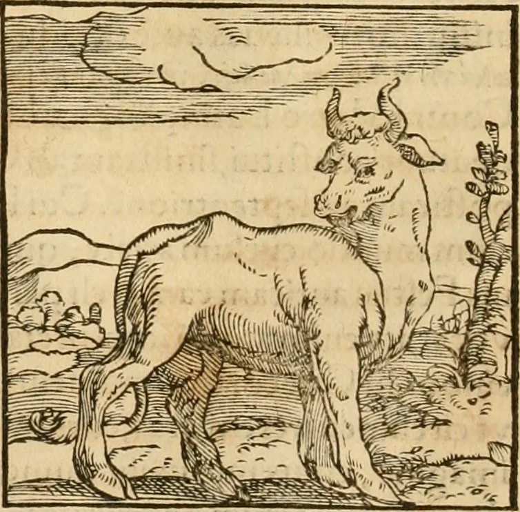An illustration from Hieroglyphica, sive, De sacris Aegyptiorvm aliarvmqve gentivm literis commentarij, 1575, leaf 57