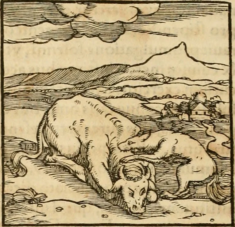 An illustration from Hieroglyphica, sive, De sacris Aegyptiorvm aliarvmqve gentivm literis commentarij, 1575, leaf 63