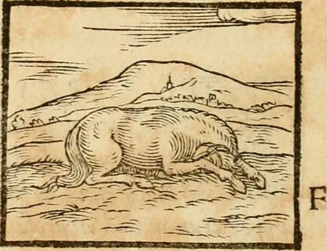 An illustration from Hieroglyphica, sive, De sacris Aegyptiorvm aliarvmqve gentivm literis commentarij, 1575, leaf 71