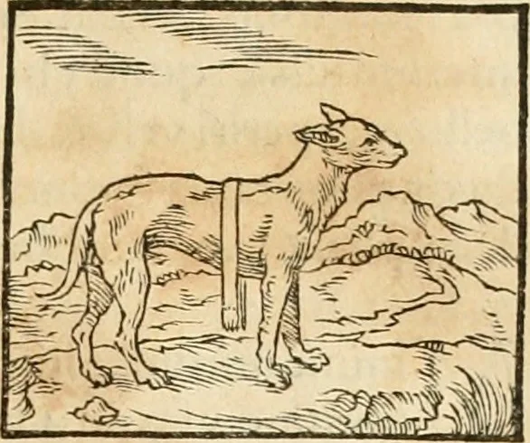 An illustration from Hieroglyphica, sive, De sacris Aegyptiorvm aliarvmqve gentivm literis commentarij, 1575, leaf 92