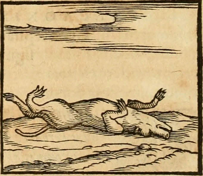 An illustration from Hieroglyphica, sive, De sacris Aegyptiorvm aliarvmqve gentivm literis commentarij, 1575, leaf 99