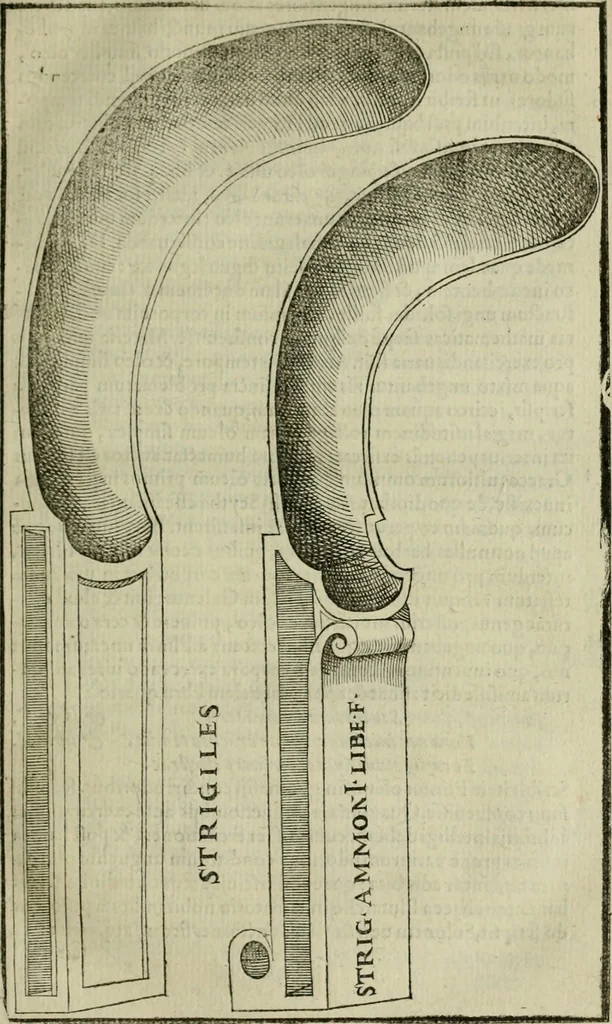 An illustration from Hieronymi Mercvrialis De arte gymnastica libri sex : in quibus exercitationum omnium vetustarum genera, loca, modi, facultates, & quidquid deniq. ad corporis humani exercitationes pertinet, diligenter explicatur .., 1573, leaf 46