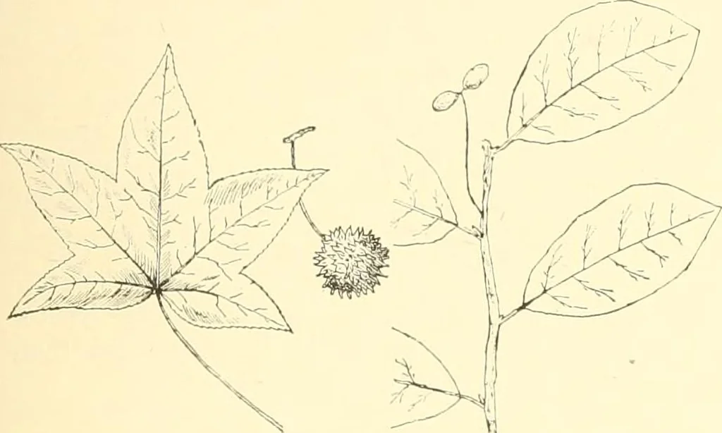 An illustration from High school manual training course in woodwork, including cost of equipment and supplies and studies on trees and wood, 1905, leaf 21