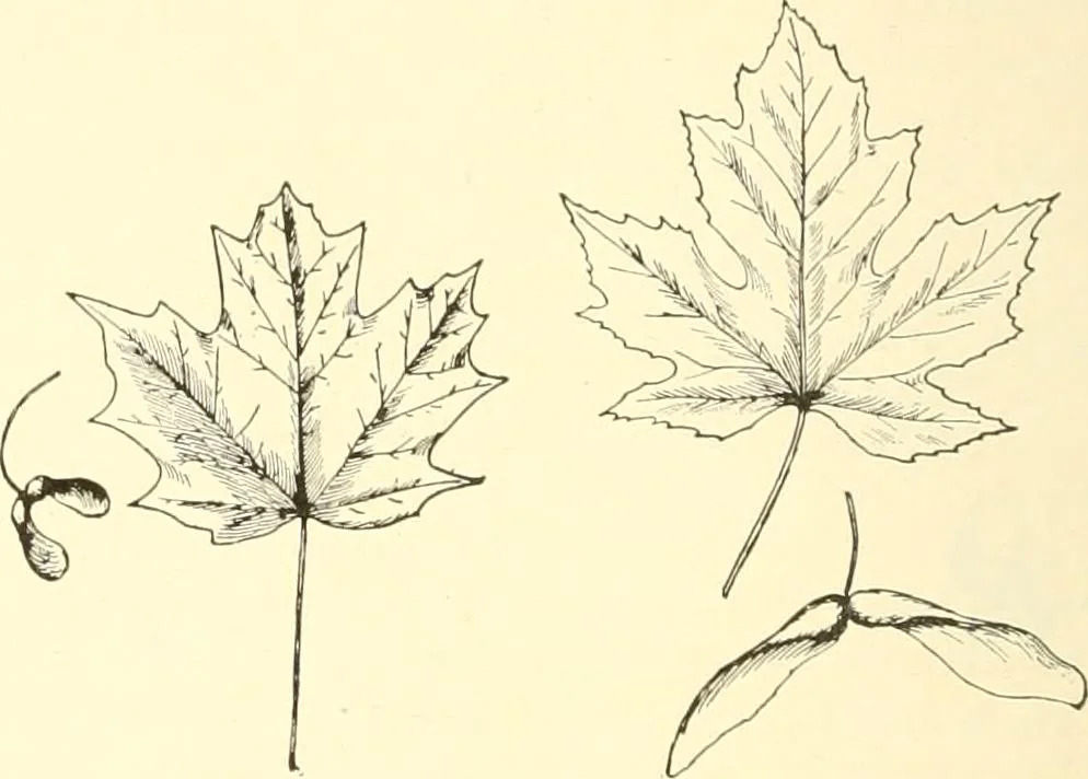 An illustration from High school manual training course in woodwork, including cost of equipment and supplies and studies on trees and wood, 1905, leaf 26