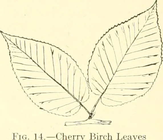 An illustration from High school manual training course in woodwork, including cost of equipment and supplies and studies on trees and wood, 1905, leaf 28