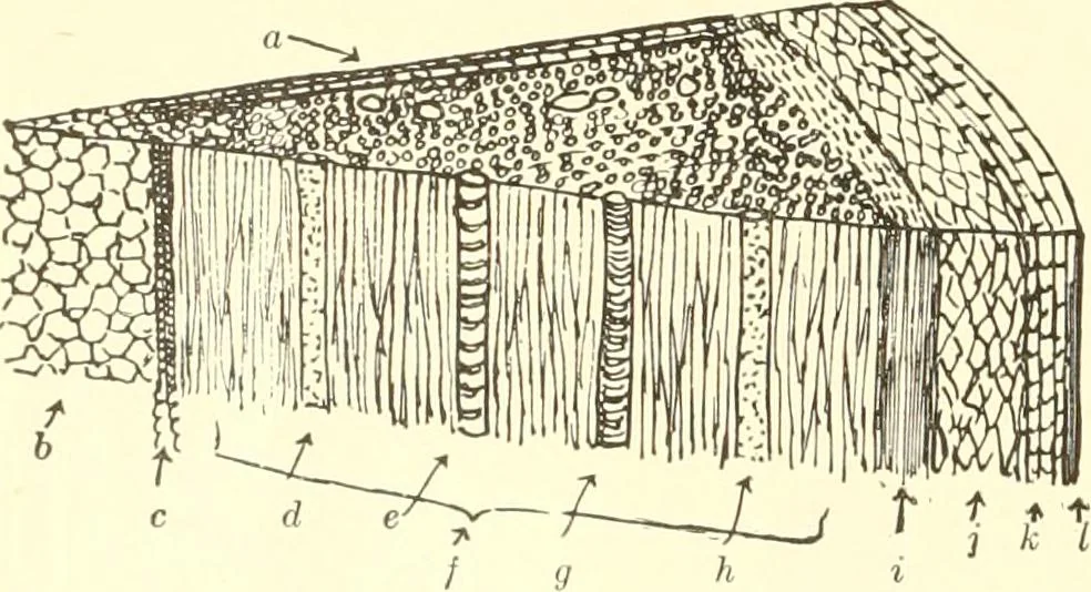 An illustration from High school manual training course in woodwork, including cost of equipment and supplies and studies on trees and wood, 1905, leaf 30