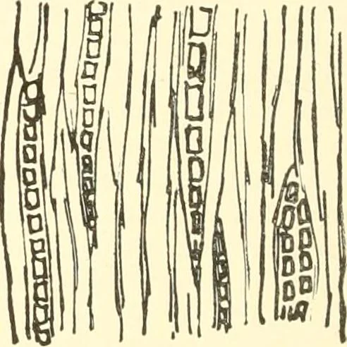 An illustration from High school manual training course in woodwork, including cost of equipment and supplies and studies on trees and wood, 1905, leaf 30