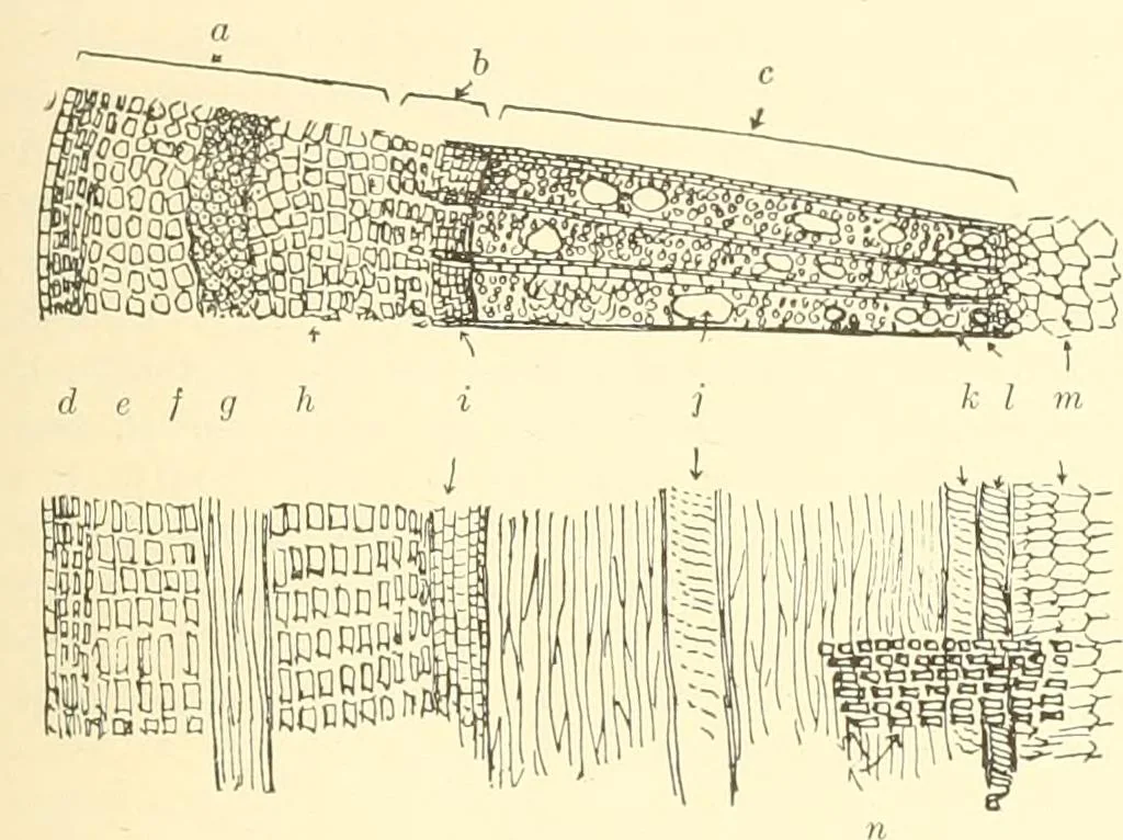 An illustration from High school manual training course in woodwork, including cost of equipment and supplies and studies on trees and wood, 1905, leaf 31