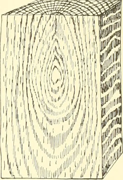An illustration from High school manual training course in woodwork, including cost of equipment and supplies and studies on trees and wood, 1905, leaf 31