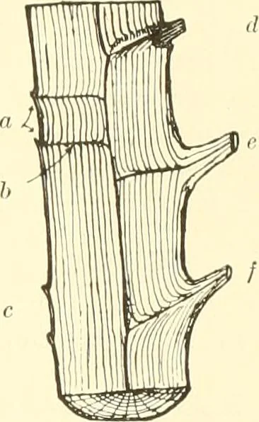 An illustration from High school manual training course in woodwork, including cost of equipment and supplies and studies on trees and wood, 1905, leaf 33