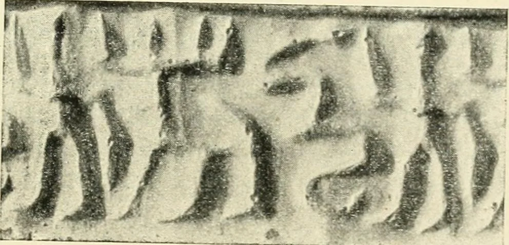 An illustration from Hilprecht anniversary volume. Studies in Assyriology and archaeology dedicated to Hermann V. Hilprecht upon the twenty-fifth anniversary of his doctorate and his fiftieth birthday (July 28), 1909, leaf 135