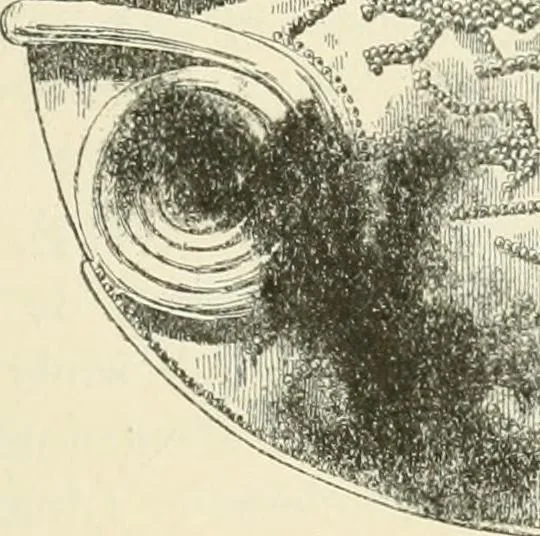 An illustration from Hilprecht anniversary volume. Studies in Assyriology and archaeology dedicated to Hermann V. Hilprecht upon the twenty-fifth anniversary of his doctorate and his fiftieth birthday (July 28), 1909, leaf 395