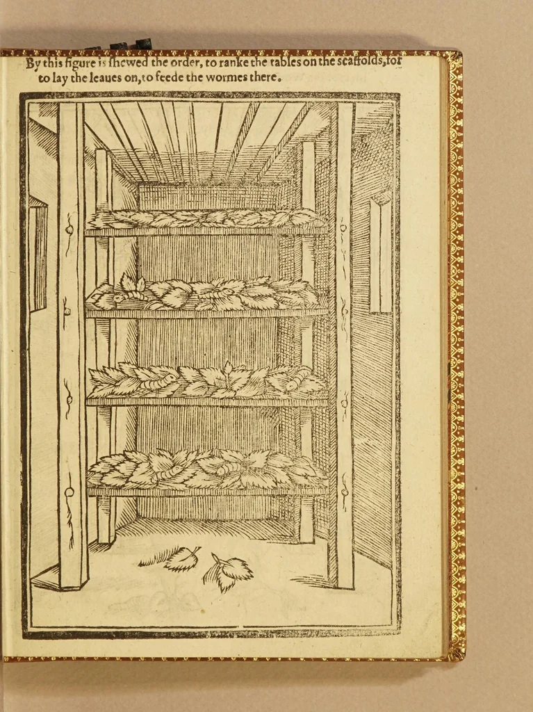 An illustration from His Maiesties gracious letter to the Earle of South-Hampton, treasurer, and to the Councell and Company of Virginia heere: commanding the present setting up of silke works, and planting of vines in Virginia. : And the letter of the treasurer, councell, and company, to the gouernour and councell of state there, for the strict execution of His Maiesties royall commands herein. Also a treatise of the art of making silke: or, Directions for the making of lodgings, and the breeding, nourishing, and ordering of silkewormes, and for the planting of mulbery trees, and all other things belonging to the silke art. Together with instructions how to plant and dresse vines, and to make wine, and how to dry raisins, figs, and other fruits, and to set oliues, oranges, lemons, pomegranates, almonds, and many other fruits, &c. And in the end, a conclusion, with sundry profitable remonstrances to the colonies. Set foorth for the benefit of the two renowned and most hopefull sisters, Virginia, and the Summer-Ilands., 1622, leaf 31