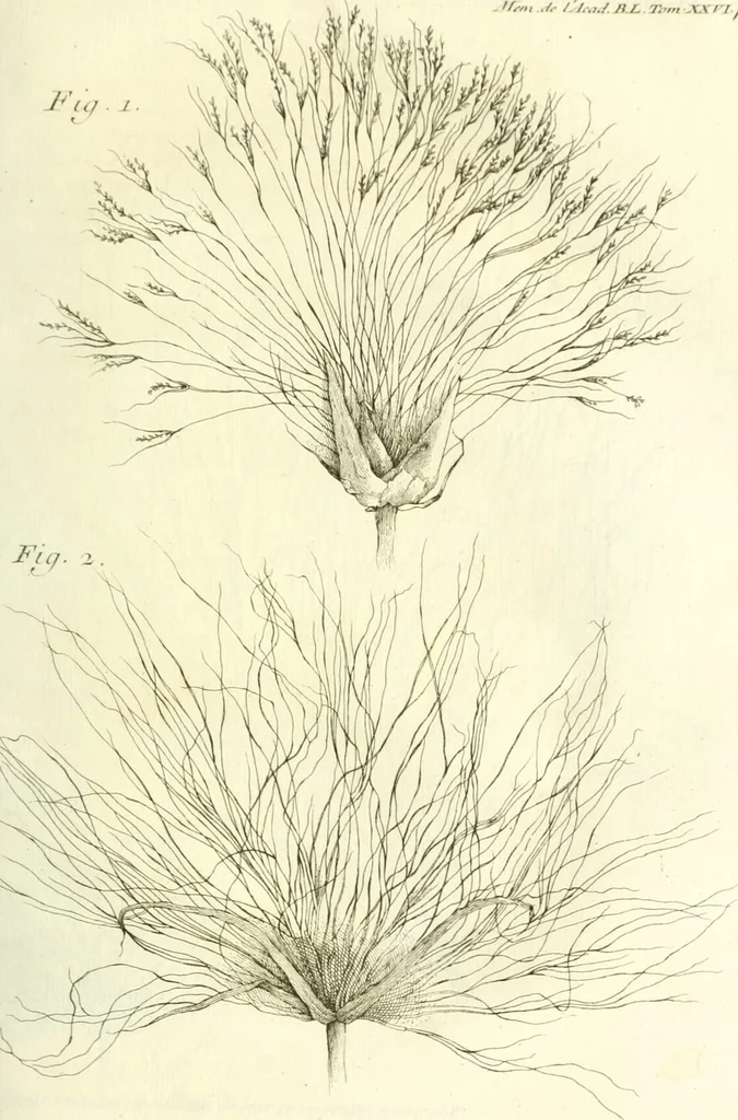 An illustration from Histoire de l'Académie royale des inscriptions et belles lettres, depuis son establissement jusqu'à présent : Avec les Mémoires de littérature tirez des registres de cette Académie depuis son renouvellement jusqu'en 1710, 1736, leaf 340