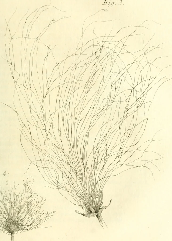 An illustration from Histoire de l'Académie royale des inscriptions et belles lettres, depuis son establissement jusqu'à présent : Avec les Mémoires de littérature tirez des registres de cette Académie depuis son renouvellement jusqu'en 1710, 1736, leaf 342