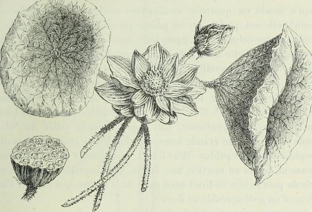 An illustration from Histoire de l'art dans l'antiquité: Égypte, Assyrie, Perse, Asie Mineure, Grece, Etrurie, Rome, 1882, leaf 682