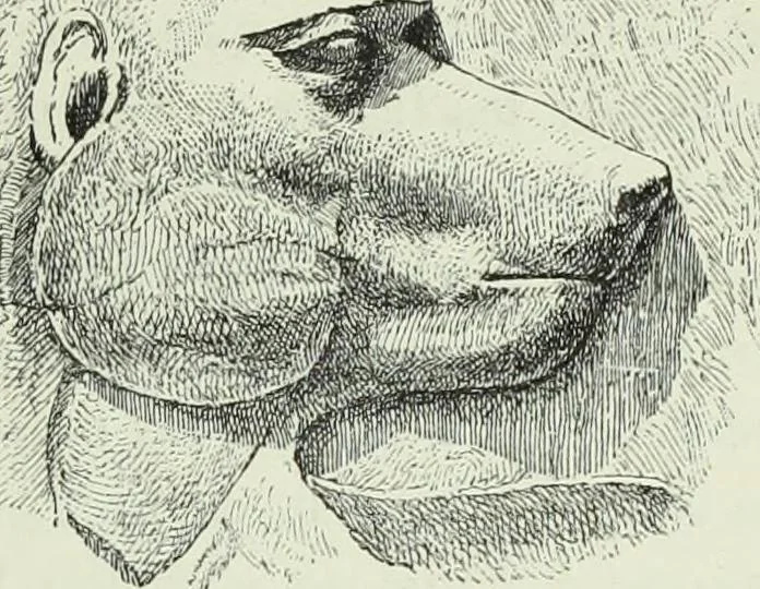 An illustration from Histoire de l'art dans l'antiquité: Égypte, Assyrie, Perse, Asie Mineure, Grece, Etrurie, Rome, 1882, leaf 886