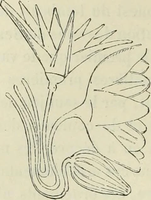 An illustration from Histoire de l'art dans l'antiquité: Égypte, Assyrie, Perse, Asie Mineure, Grece, Etrurie, Rome, 1882, leaf 929