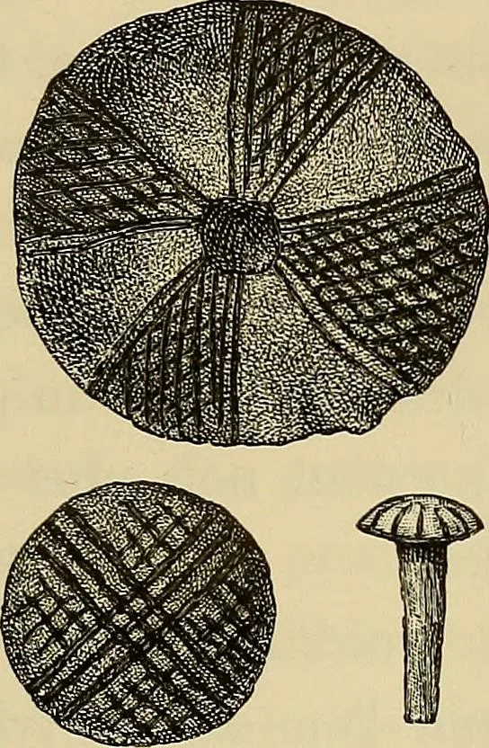 An illustration from Histoire de la verrerie et de l'émaillerie, 1886, leaf 391