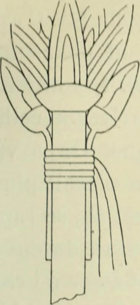 An illustration from Histoire de l'ordre lotiforme; étude d'archéologie égyptienne, 1897, leaf 155