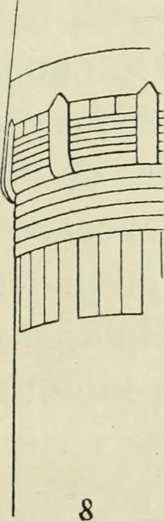 An illustration from Histoire de l'ordre lotiforme; étude d'archéologie égyptienne, 1897, leaf 155