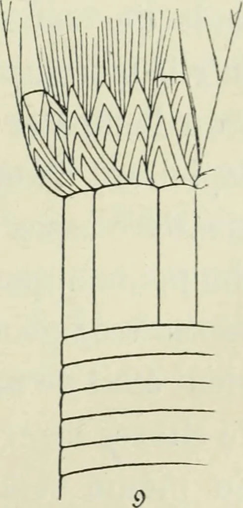 An illustration from Histoire de l'ordre lotiforme; étude d'archéologie égyptienne, 1897, leaf 155