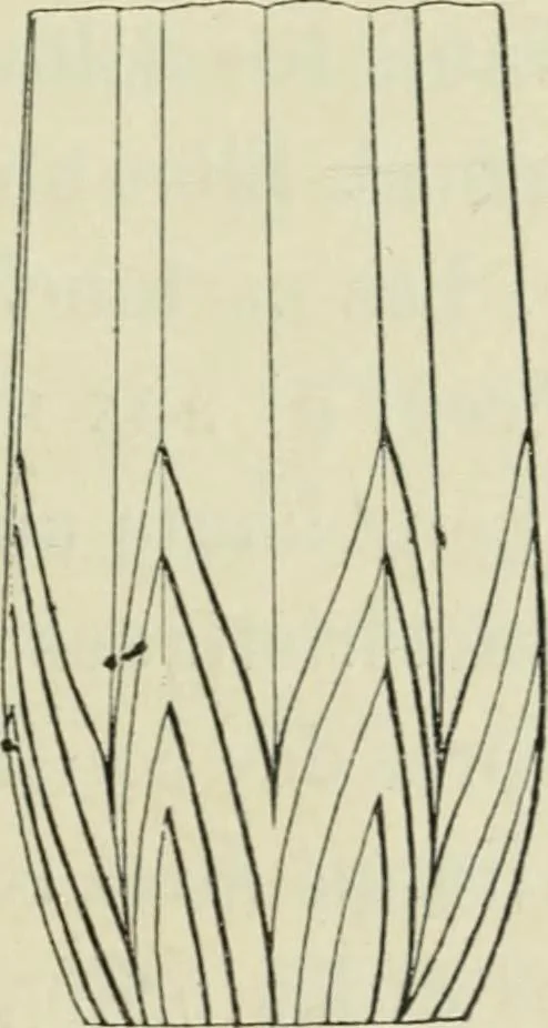 An illustration from Histoire de l'ordre lotiforme; étude d'archéologie égyptienne, 1897, leaf 161