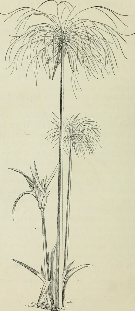 An illustration from Histoire de l'ordre lotiforme; étude d'archéologie égyptienne, 1897, leaf 92