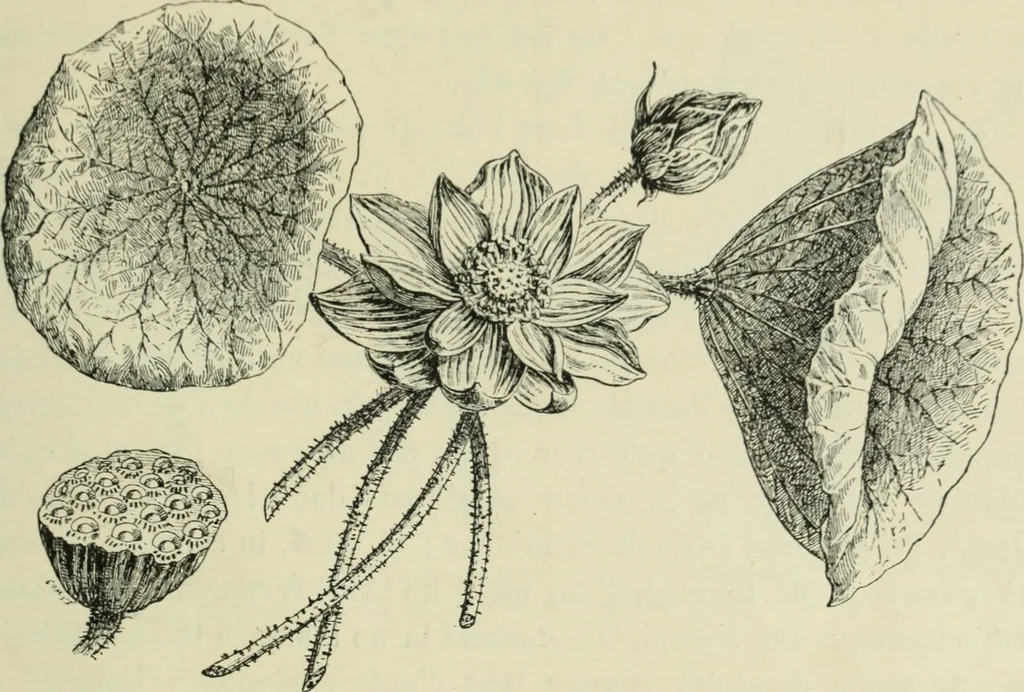 An illustration from Histoire de l'ordre lotiforme; étude d'archéologie égyptienne, 1897, leaf 93