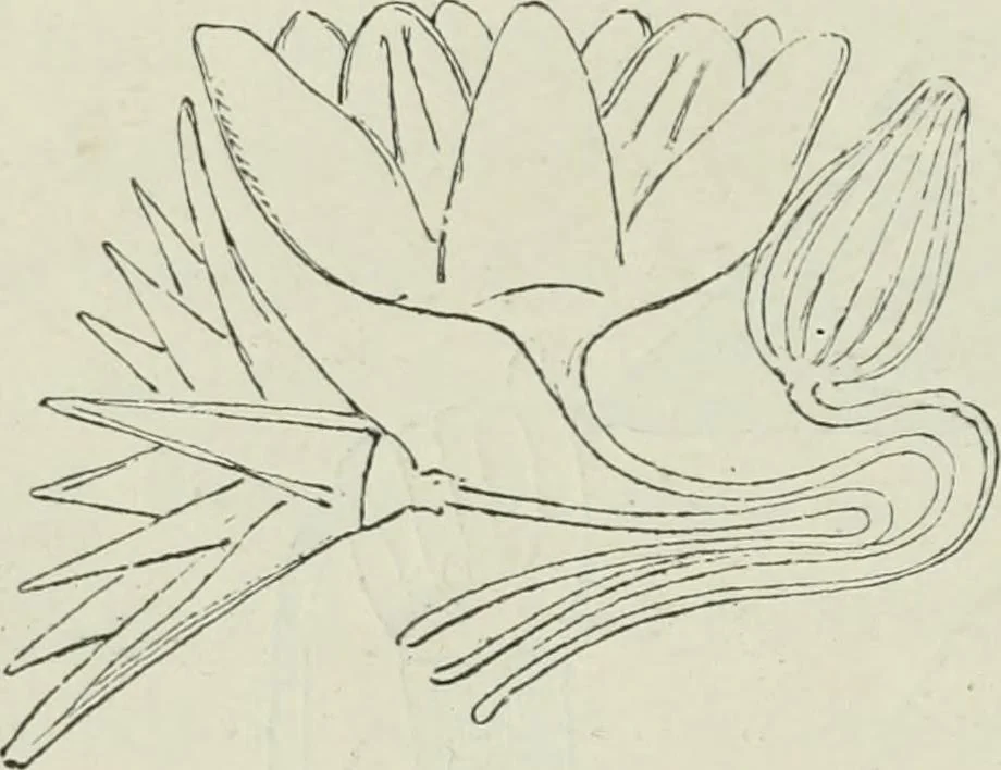 An illustration from Histoire de l'ordre lotiforme; étude d'archéologie égyptienne, 1897, leaf 98
