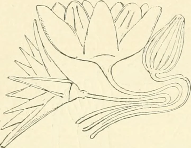 An illustration from Histoire de l'ordre lotiforme: étude d'archélogie égyptienne, 1897, leaf 101