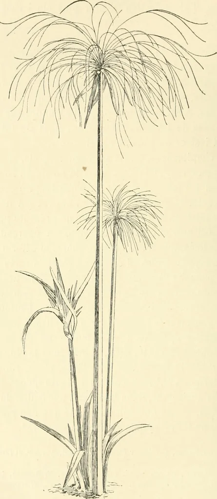 An illustration from Histoire de l'ordre lotiforme: étude d'archélogie égyptienne, 1897, leaf 95
