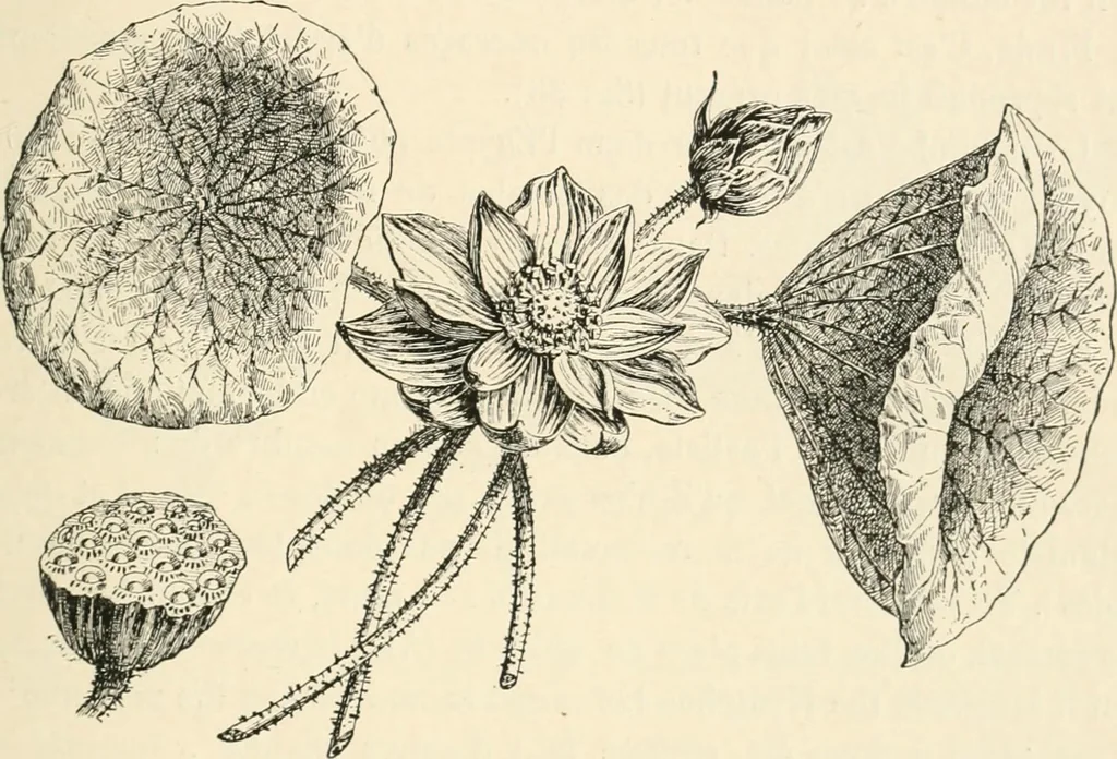 An illustration from Histoire de l'ordre lotiforme: étude d'archélogie égyptienne, 1897, leaf 96