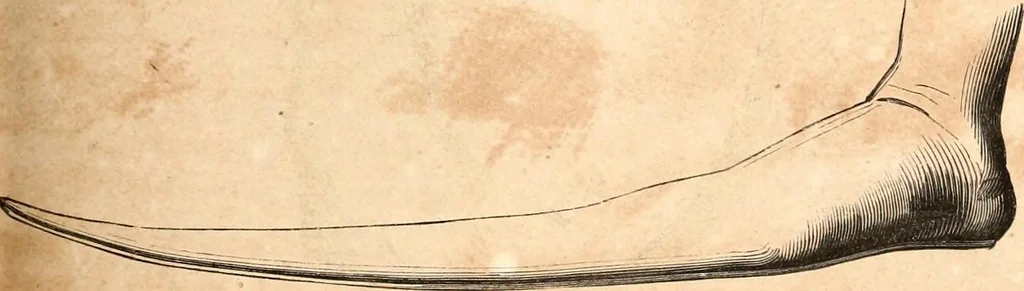 An illustration from Histoire de l'orfévrerie-joaillerie et des anciennes communautés et confréries d'orfévres-joailliers de la France et de la Belgique, 1850, leaf 538