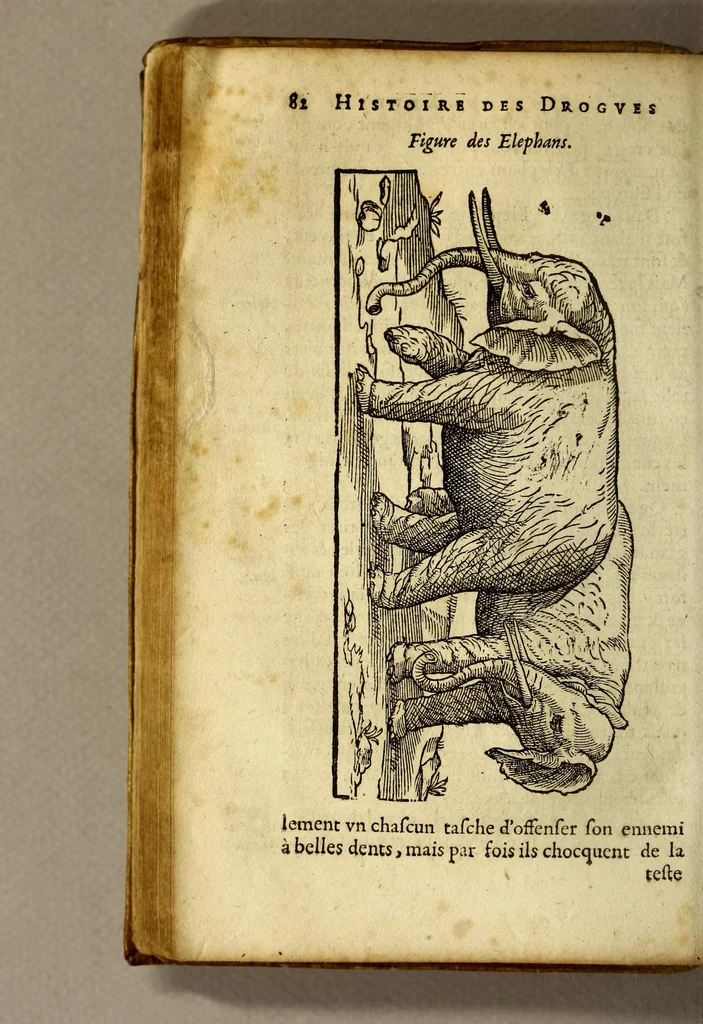 An illustration from Histoire de Portugal, : contenant les entreprises, nauigations, & gestes memorables des Portugallois, tant en la conqueste des Indes Orientales par eux descouuertes, qu'és guerres d'Afrique & autres exploits, depuis l'an mil quatre cens nona[n]te six, sous Emmanuel premier, Iea[n] troisiesme, & Sebastia[n] premier du nom., 1581, leaf 102