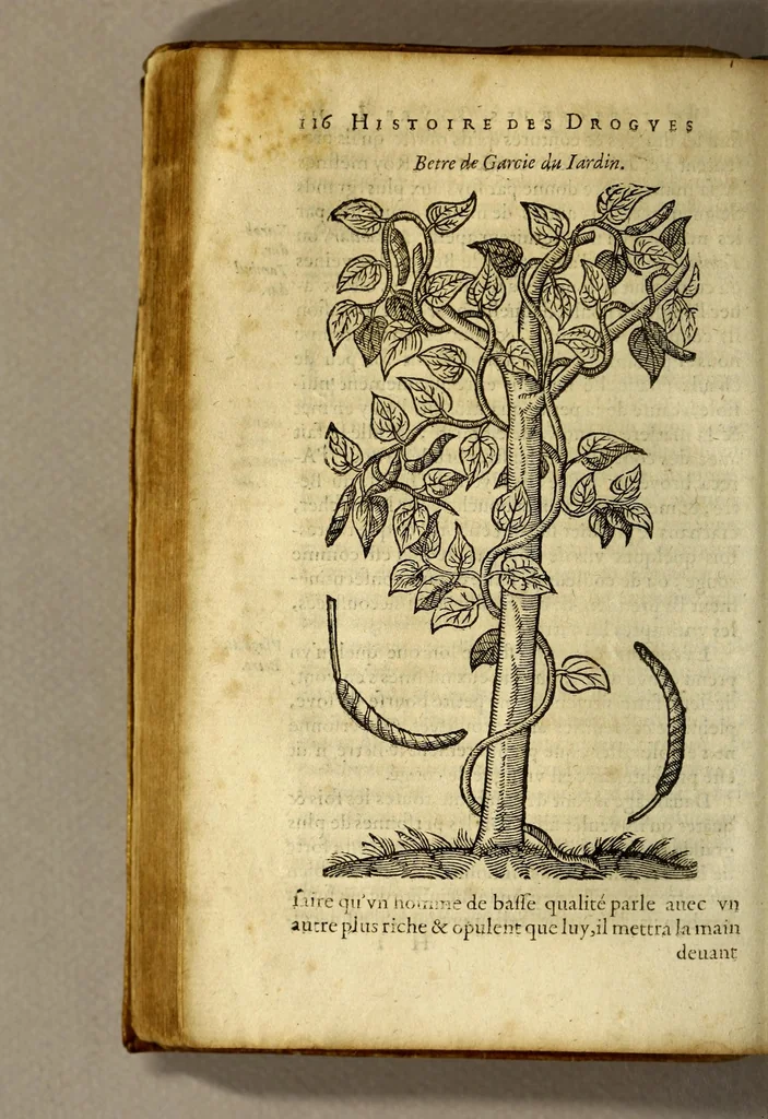 An illustration from Histoire de Portugal, : contenant les entreprises, nauigations, & gestes memorables des Portugallois, tant en la conqueste des Indes Orientales par eux descouuertes, qu'és guerres d'Afrique & autres exploits, depuis l'an mil quatre cens nona[n]te six, sous Emmanuel premier, Iea[n] troisiesme, & Sebastia[n] premier du nom., 1581, leaf 136